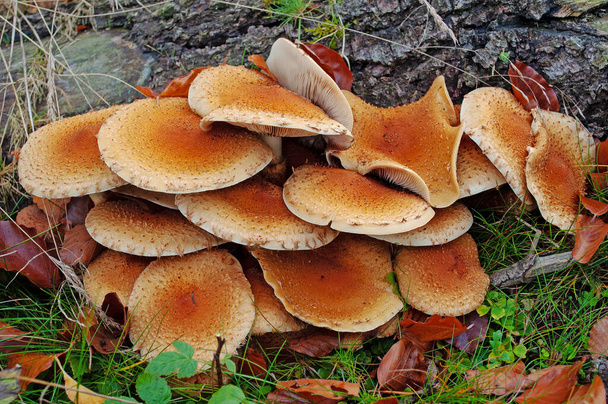 Hallimasch, Pilze auf dem Baumstumpf - Foto, Bild