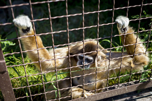 Sad gibbon sits in a cage at the zoo holding on to bars. - Photo, Image