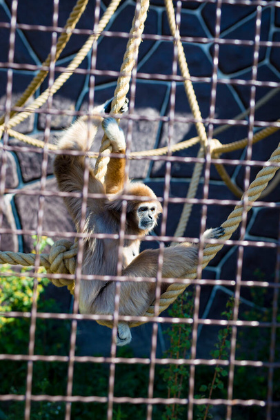 Szomorú gibbon ül és nézi a távolságot egy kötélen egy ketrecben az állatkertben. - Fotó, kép