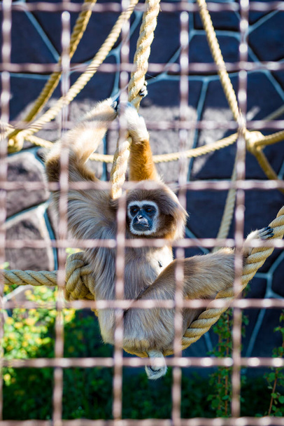 Sad gibbon sits looking into the distance on a rope in a cage at the zoo. - Фото, зображення