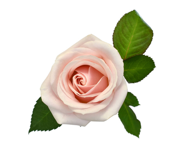 Ροζ τριαντάφυλλο λουλούδι απομονώνονται σε λευκό φόντο - Φωτογραφία, εικόνα