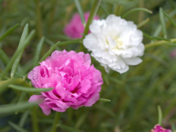 Szekrény rózsaszín fehér moha rózsa porcsin (portulaca grandiflora) zamatos virágok a kertben zöld homályos háttér, makró kép puha fókusz, édes szín kártya design - Fotó, kép