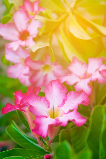 Adenium obesum flower Medicinal Plants in garden with warm light, soft tone - Photo, Image