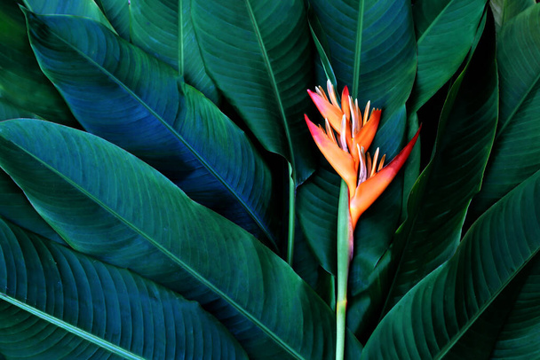 kolorowy kwiat na ciemnych tropikalnych liści tło natury. - Zdjęcie, obraz