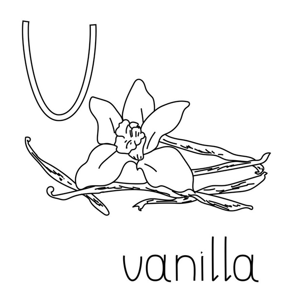 Coloring page fruit and vegetable ABC, Letter V - vanilla, educated coloring card for creativity - Vecteur, image