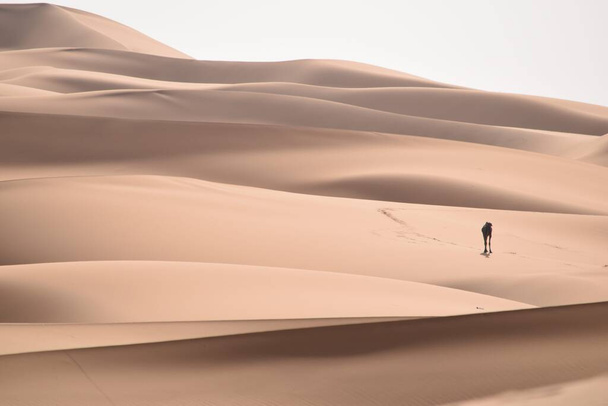 dromedary przemierzające pustynię - Zdjęcie, obraz