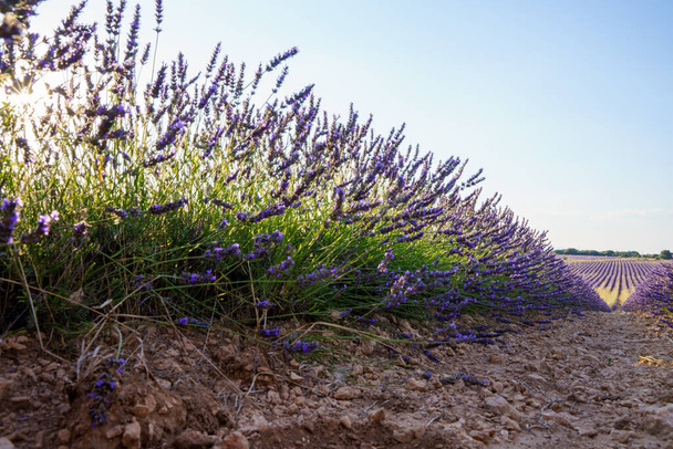 青い空の紫のラバンデ畑 - 写真・画像