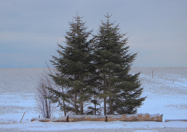 Paar Kiefern auf schneebedecktem Feld am trüben Wintermorgen - Foto, Bild