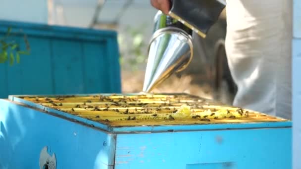 養蜂家は蜂を落ち着かせるために煙で巣を汚します。蜂の巣作り. - 映像、動画