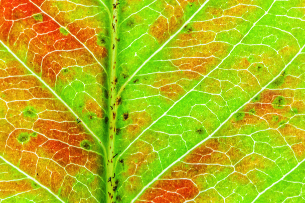 Closeup outono queda extrema macro textura vista de vermelho laranja verde folha folha de madeira folha brilho no fundo do sol. Natureza inspiradora outubro ou setembro papel de parede. Conceito de mudança de estações - Foto, Imagem
