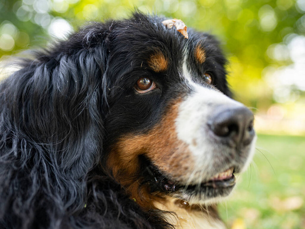 sguardo felice di un cane guardando il suo proprietario - Foto, immagini