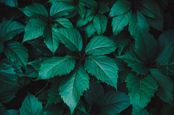 Background of dark green leaves of plants.Beautiful natural background. Space for text. Selective focus, noise effect and toned image. - Foto, Imagen