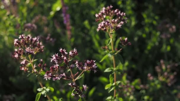 Blooming oregano moving in the wind at sunset - Footage, Video