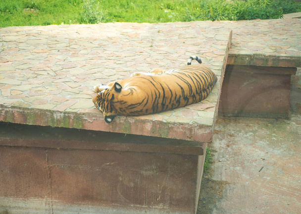 貧しい動物虎は動物園の床に横たわっています - 写真・画像
