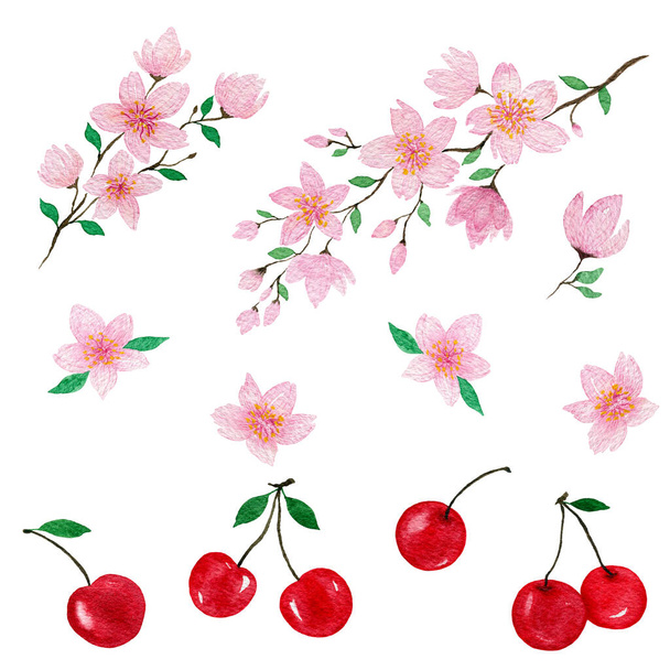 třešňové květy a třešňové ovoce set, ručně malované akvarel ilustrace s třešněmi a sakura květ, třešňové květy větev dekorace - Fotografie, Obrázek