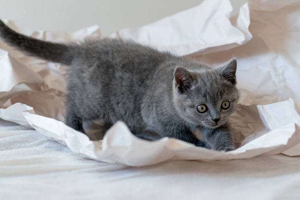 Şirin mavi İngiliz kısa hava kedisi dekor kağıdında oynuyor. Seçici yumuşak odak. - Fotoğraf, Görsel