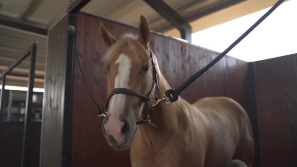 Nahaufnahme von braunem und weißem Pferdegesicht und Auge in Pferdeställen. Zeitlupe Stall Dolly Moving Shot in einem Pferdehof bei Einhengst  - Filmmaterial, Video