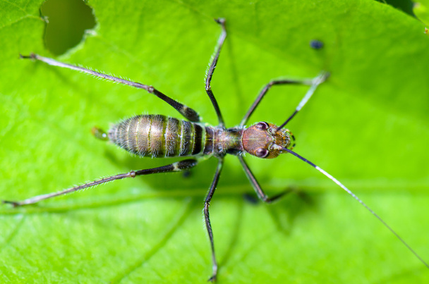 Mrówka naśladować krykieta - Zdjęcie, obraz