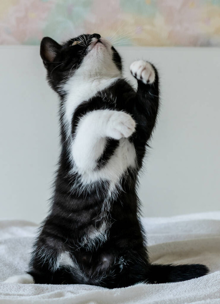 Aranyos bicolor angol rövid haj cica portré kéthónapos. Szelektív lágy fókusz. fekete-fehér macska - Fotó, kép