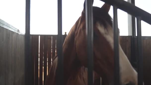 Close up on brown and white horse face and eye at horse stables. slow motion stable dolly moving shot in a horse farm at single stallion  - Filmmaterial, Video