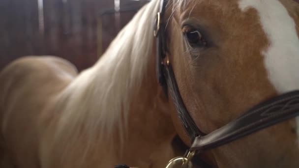 Nahaufnahme von braunem und weißem Pferdegesicht und Auge in Pferdeställen. Zeitlupe Stall Dolly Moving Shot in einem Pferdehof bei Einhengst  - Filmmaterial, Video