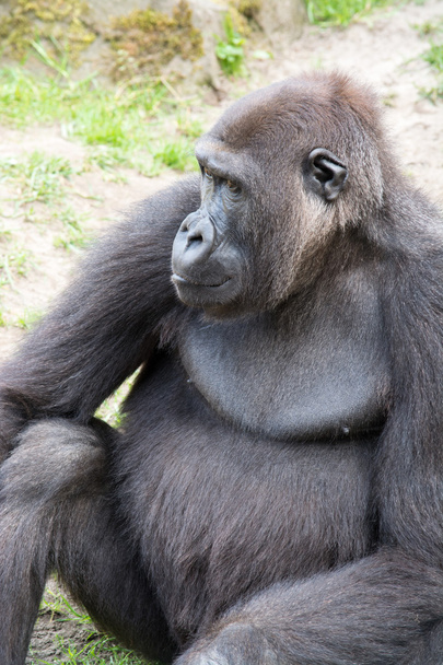 Hombre gorila dorso plateado, solo mamífero en la hierba
 - Foto, Imagen