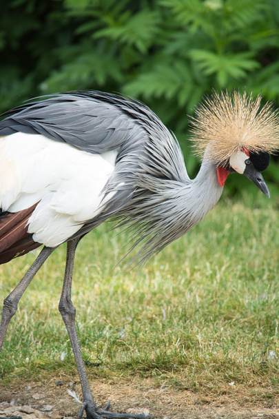 The Grey Crowned Crane (Balearica regulorum) is a bird in the crane family Gruidae. - Foto, immagini