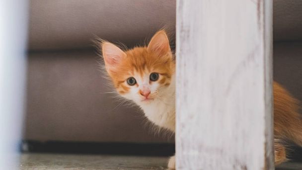Egy kis fehér, narancssárga macska rejtőzik otthon. - Fotó, kép