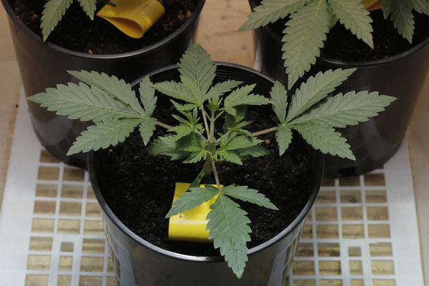 Cannabispflanze wächst im Juli mit schönen gesunden grünen Blättern  - Foto, Bild