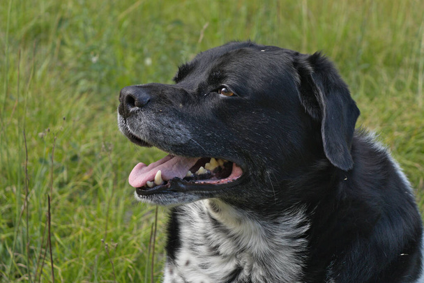 Yazın siyah beyaz bir köpeğin portresi.  - Fotoğraf, Görsel