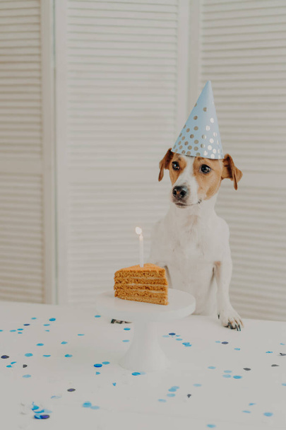 Chien d'anniversaire en chapeau de cône, pose près du gâteau d'anniversaire fait maison avec bougie, être sur la fête des animaux, regarde quelque part de côté, pose près de la table dans une cuisine confortable, a une humeur festive. Anniversaire animal de compagnie intérieur - Photo, image