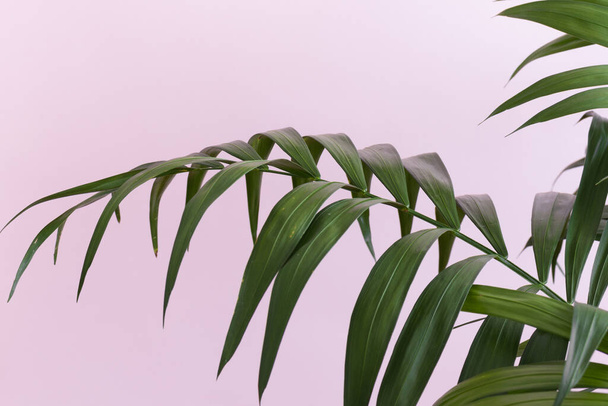 Palm plant leaf on a pink background. - Foto, Imagen