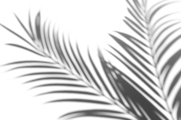 Efeito de sobreposição de sombra para foto. Sombras de folhas de palmeira e ramos tropicais em uma parede branca na luz solar. - Foto, Imagem