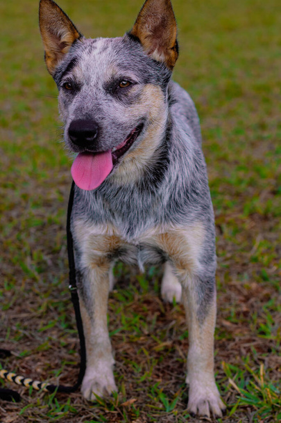 Rustic Heeler Kennel pupppy dog. Εκπαιδευόμενο σκυλί σε πάρκο - Φωτογραφία, εικόνα