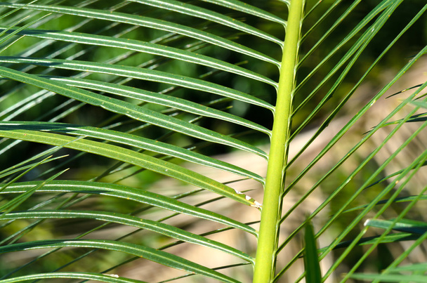 Palmvarens groene bladeren. - Foto, afbeelding