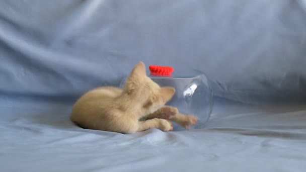 Een klein pastelkleurig katje speelt met een rode elastiekje en klimt in een glazen potje. - Video
