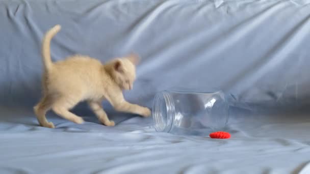 Маленький пастельный котенок играет с красной резинкой и залезает в стеклянную банку. - Кадры, видео