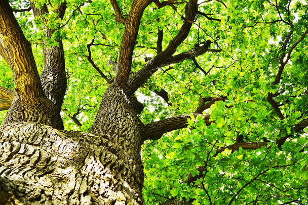 The trunk and branches of an old oak tree viewed from below. Crown of an old oak. Very old oak against the sky in the summer. Green leaves in the garden, park, rest area - Foto, Imagen