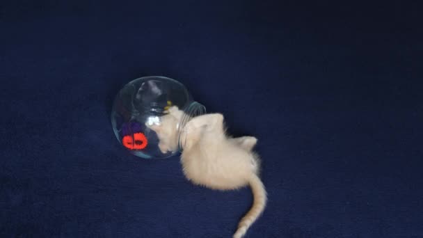 Un pequeño gatito de color pastel juega con una banda de goma roja y sube a un frasco de vidrio. - Metraje, vídeo