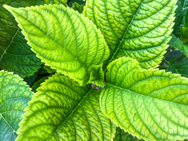 closeup of hydrangea leaves on garden in summer - Photo, Image