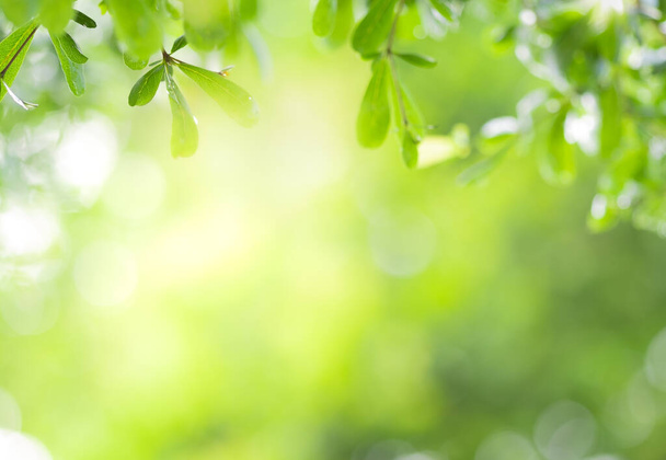 Close-up weergave van groen blad op groen wazig achtergrond en zonlicht in de tuin met behulp van voor natuurlijke groene plant, ecologie en kopieer ruimte voor behang en achtergrond. - Foto, afbeelding