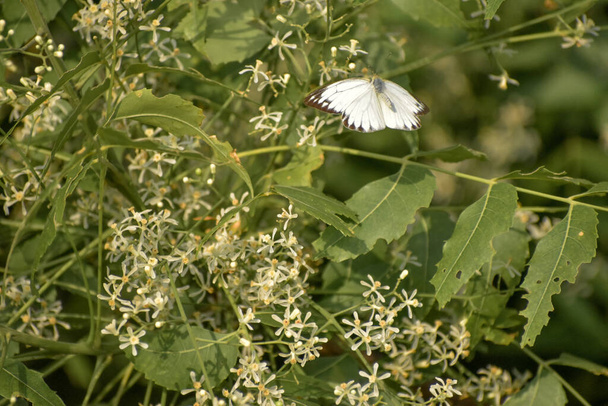 Vlinder zittend op een groene tak. kleurrijke vlinder zit en rust - Foto, afbeelding