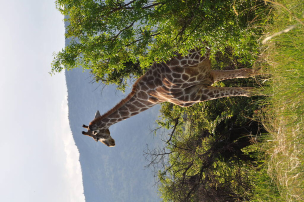 Жираф смотрит с деревьев в кустах с горы на заднем плане - Фото, изображение