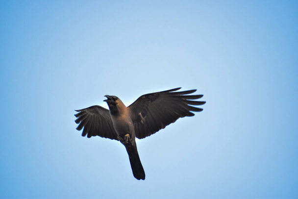 Livre como um pássaro. Gaivota arenque Larus argentatus em plumagem de inverno contra o céu azul. Imagem de conceito de liberdade com espaço de cópia. Gaivota voando por cima
 - Foto, Imagem