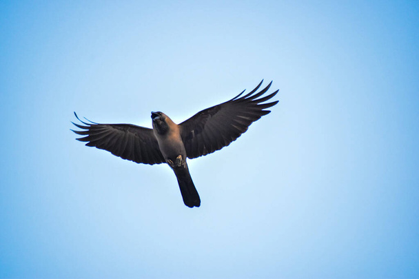 鳥として無料。青い空に対して冬の急落でカモメLarus argentatusを育てる。コピースペース付きの自由コンセプトイメージ。頭上を飛ぶカモメ - 写真・画像