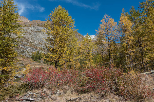 Осенняя сцена с желтыми листьями деревьев красный ягодный куст и голубые горы. Горный ландшафт с снежной вершиной видны в Гран-Парадизо Национальный парк. - Фото, изображение