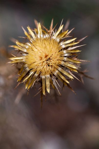 une seule fleur de chardon prête à répandre la prochaine génération de plantes avant l'hiver - Photo, image