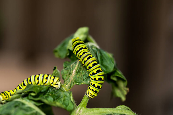 Black Swallowtail caterpillars. In North America they are more common species. It is the state butterfly of Oklahoma and New Jersey. - Photo, Image