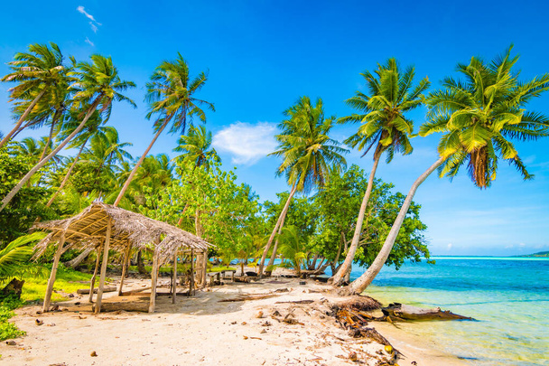 Palm trees on tropical island. Tahaa, French Polynesia. - Photo, Image