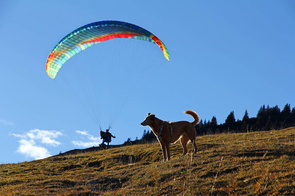 Собака и десантник. Летчик-параплан с собакой в горах - Фото, изображение